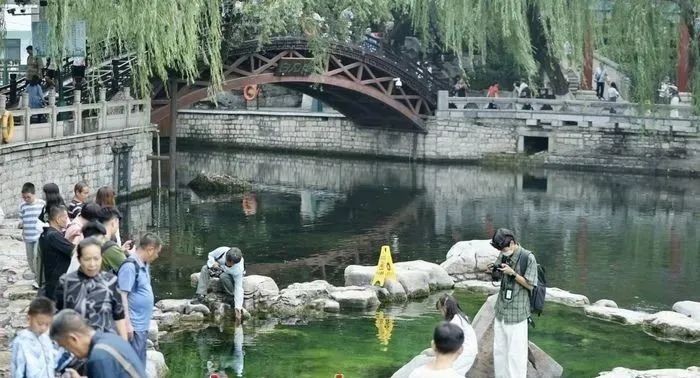 泉涌荷開(kāi)正當(dāng)時(shí)?，盛夏的濟(jì)南甚“荷”我意